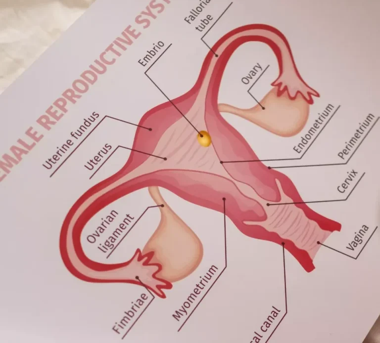 Immagine che rappresenta il sistema riproduttivo femminile